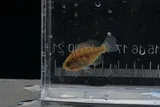 Banded Sunfish, photographed in New Jersey