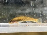 Greenfin Darter, photographed in North Carolina