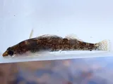 Lipstick Darter, photographed in Alabama
