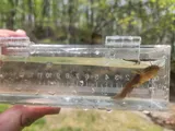 Tadpole Madtom, photographed in Kentucky