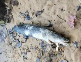 Northern Snakehead, photographed in Maryland