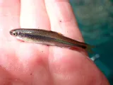 Tricolor Shiner, photographed in Tennessee