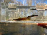 Speckled Madtom, photographed in Tennessee