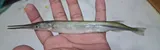 Asian Needlefish, photographed in Rajshahi