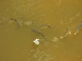 Mozambique Tilapia, photographed in Queensland