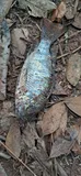 Redbreast Tilapia, photographed in São Paulo