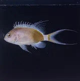 Odontanthias elizabethae, photographed in Hawaii