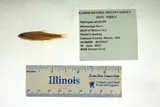 Channel Shiner, photographed in Illinois