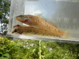 Bluespar Darter, photographed in Virginia