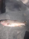 Arroyo Chub