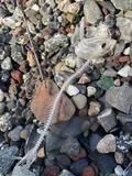 Californian Anchoveta, photographed in California