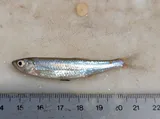 Mississippi Silvery Minnow, photographed in Mississippi