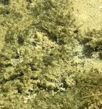 Owens Pupfish, photographed in California
