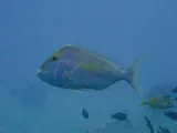 Saucereye Porgy, photographed in West Bay
