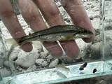Suckermouth Minnow, photographed in Ohio