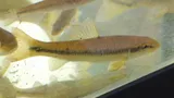 River Chub, photographed in Ontario