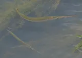 Freshwater Longtom, photographed in Northern Territory