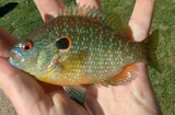 Northern Sunfish, photographed in Michigan