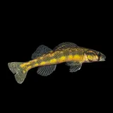 Piedmont Darter, photographed in North Carolina
