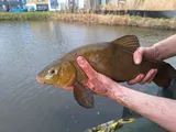 Tench, photographed in Zuid-Holland
