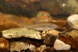 Striped Shiner, photographed in Tennessee
