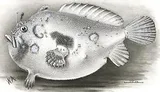 Side-jet Frogfish, photographed in Hawaii