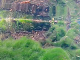 Redeye Chub, photographed in Florida