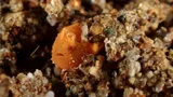 Painted Frogfish, photographed in Negros Oriental