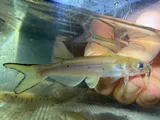 Channel Catfish, photographed in Alabama