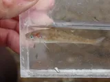 Pacific Tomcod, photographed in British Columbia