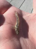 Naked Goby, photographed in South Carolina