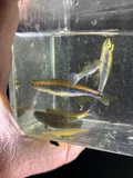 Sailfin Shiner, photographed in Alabama