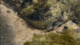 Bluebreast Darter, photographed in Ohio