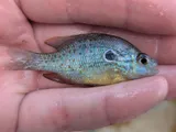 Orangespotted Sunfish, photographed in Mississippi