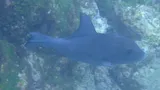 Ocean Triggerfish, photographed in Rio Grande do Norte