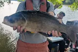 Bigmouth Buffalo, photographed in Mississippi