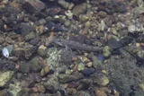 Bluemask Darter, photographed in Tennessee