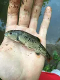 Bluefin Stoneroller, photographed in Georgia