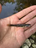 Bigmouth Sleeper, photographed in Florida