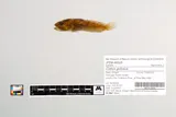 Riffle Sculpin, photographed in Oregon