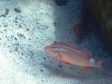 Kumu, photographed in Hawaii