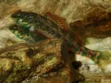 Holiday Darter, photographed in Tennessee