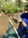 Flannelmouth Sucker, photographed in Utah