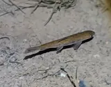 Brook Trout, photographed in Nova Scotia