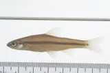 Cape Fear Shiner, photographed in North Carolina