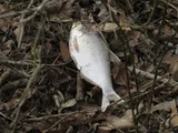 American Gizzard Shad, photographed in Virginia