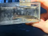 Longnose Dace, photographed in Virginia