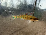 Slough Darter, photographed in Kentucky