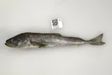 Arctic Cod, photographed in Alaska