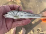 Gulf Minkfish, photographed in Delaware
